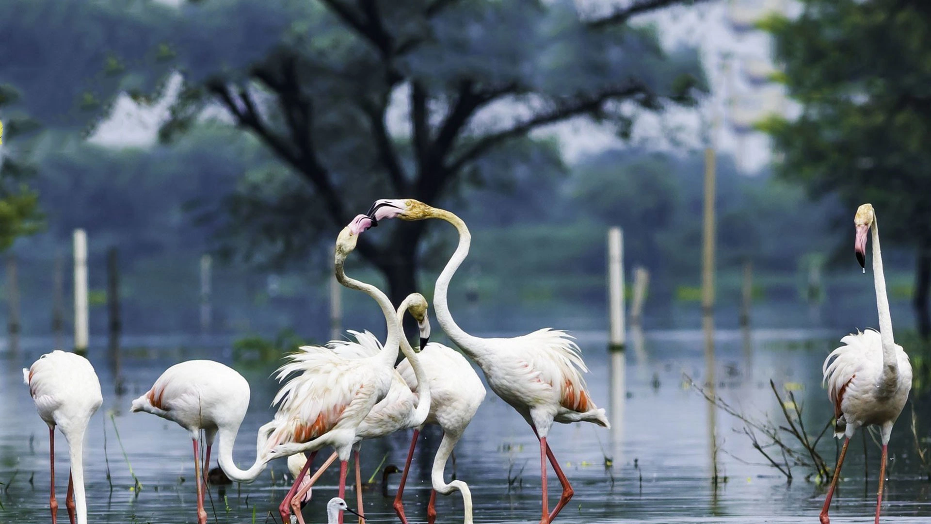 Sultanpur Bird sanchury